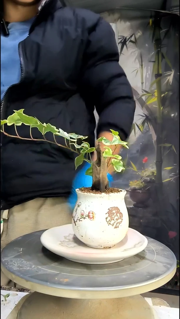 明****城中青园艺一物一拍494