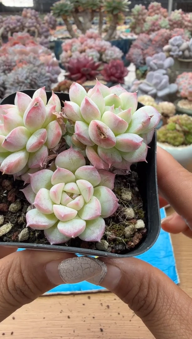 东云多肉园二店-85