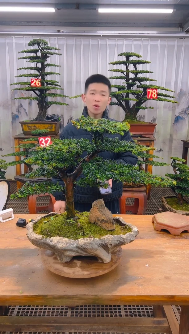 无花朵用****7精品盆景直播间一物一拍