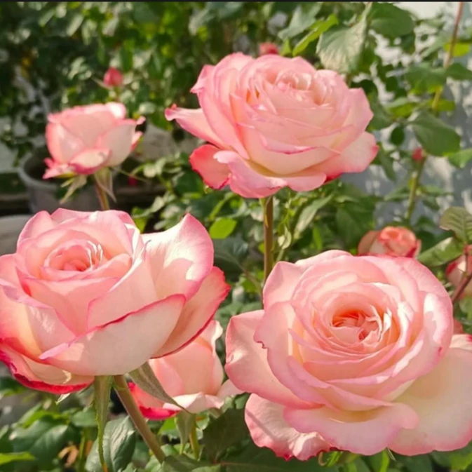 【乔伊斯】精品钻石玫瑰花苗月季盆栽绿植四季开花丰花卉月季花苗