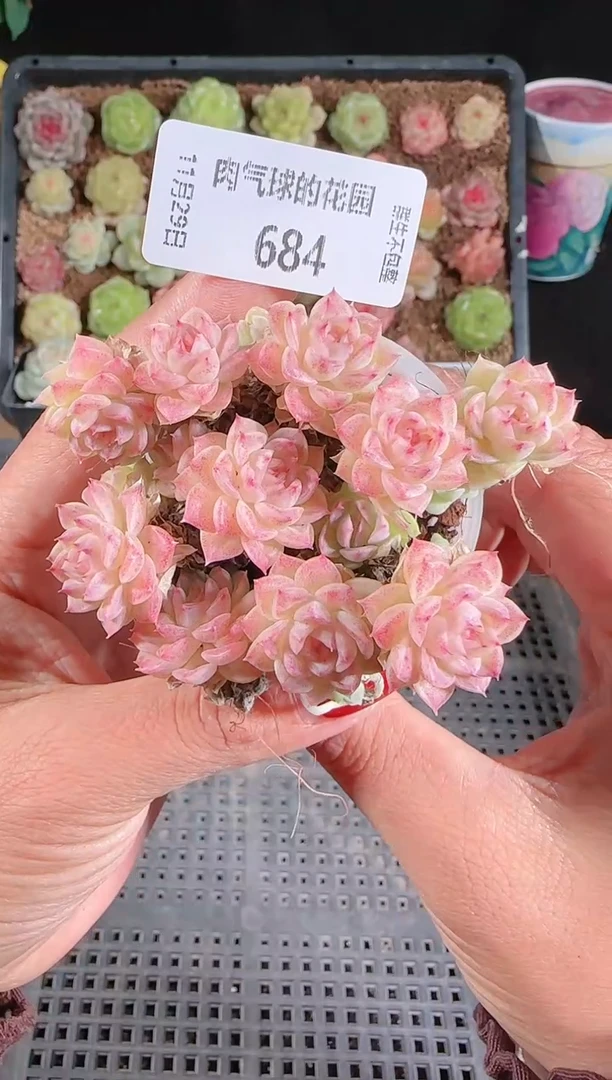 多肉1129-684（群生不包整）