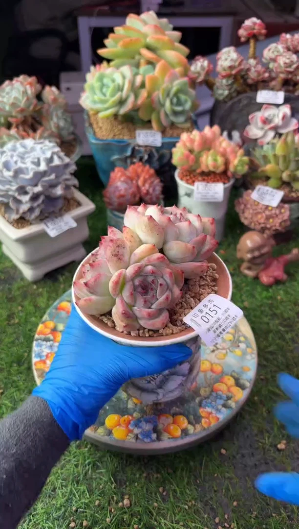 昆明印象多肉0151