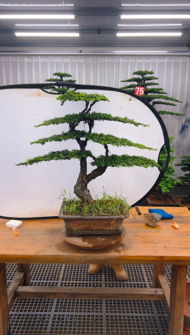 无花朵桂精品盆景直播间一物一拍