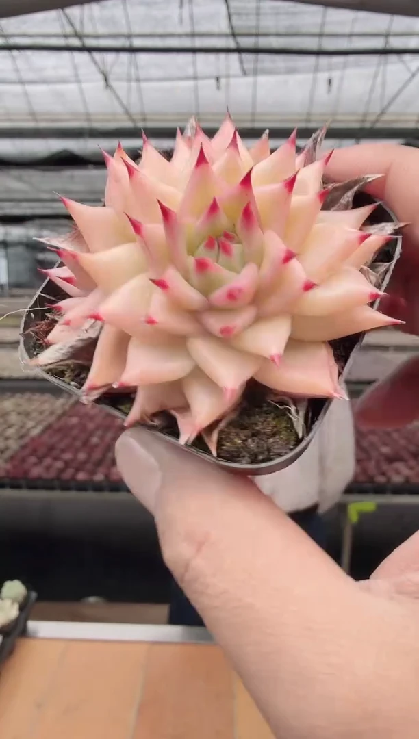 东云多肉园新款-07