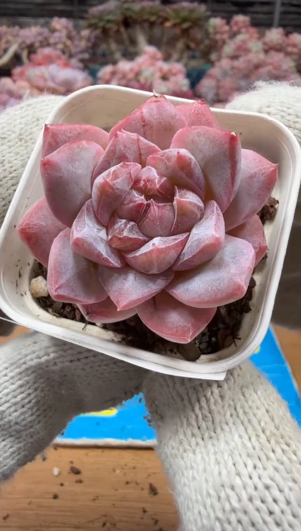 东云多肉园三店-115