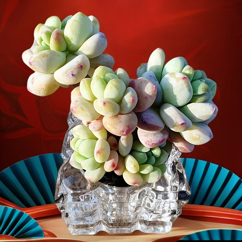 A1501-A1600无土多肉植物盆栽绿植室内花卉1.30