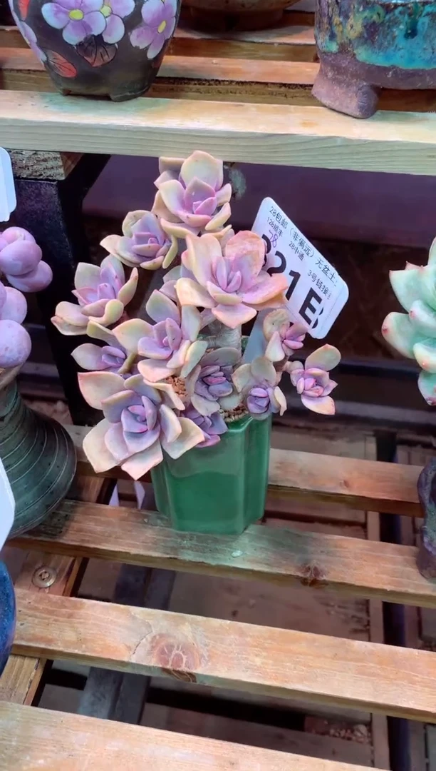 321E（一物一拍，精品多肉，w所见即所得