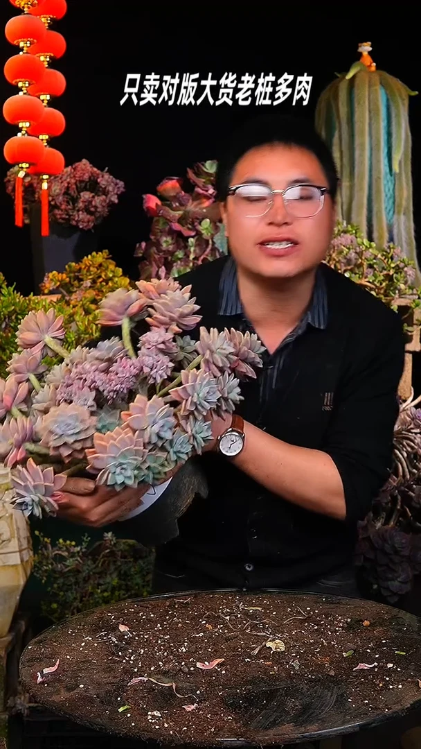 【闪购商品】大初恋7号