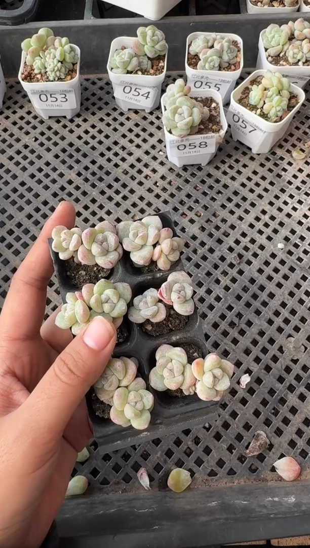 59号江北多肉-到手一筐