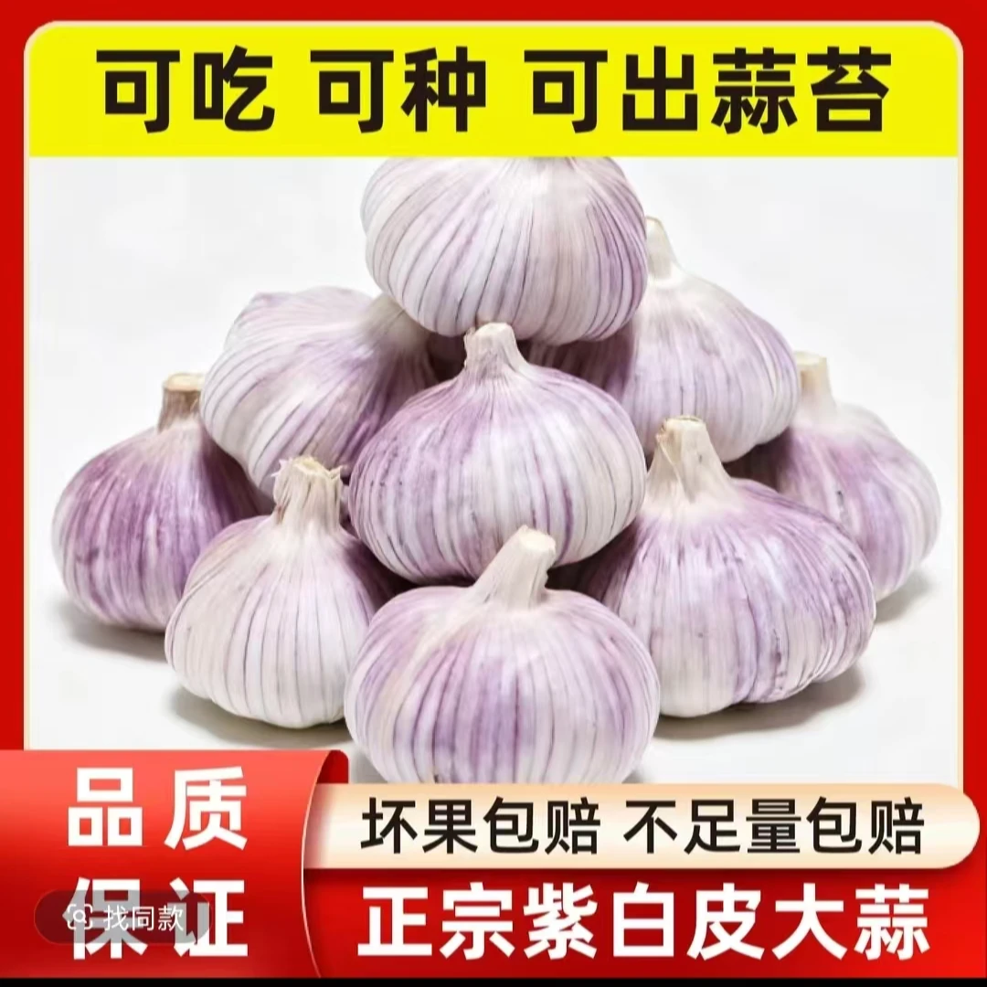 【助农大蒜头】新晒干蒜大蒜蒜香浓郁辛辣十足可吃可种新鲜到货