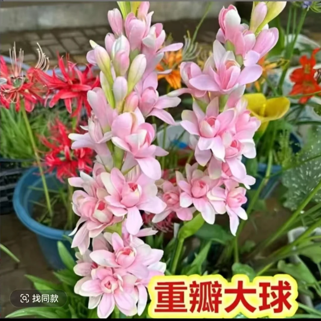 【拍一发三】重瓣晚香玉种球四季种植盆栽阳台