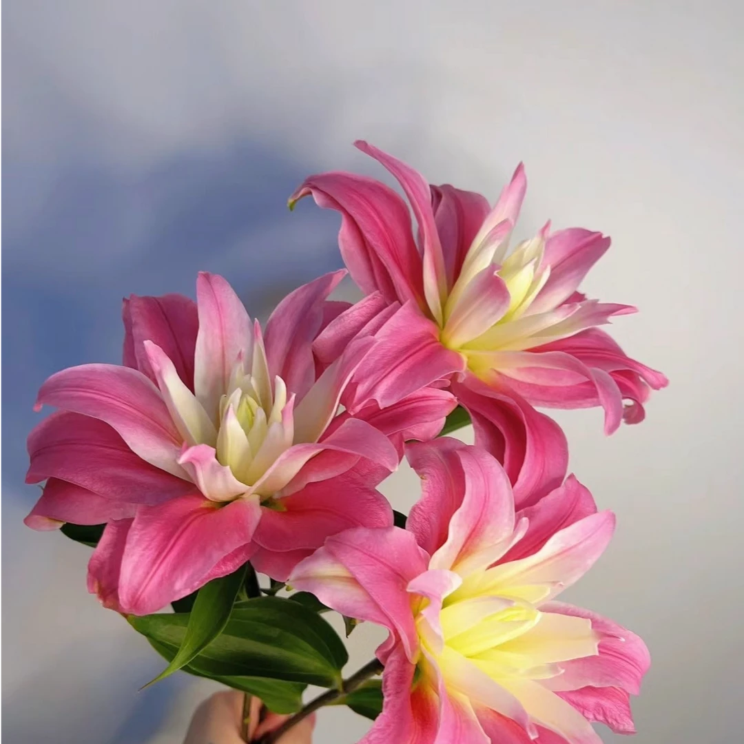 四季可种1颗【卡丹戈】18/20庭院阳台重瓣香水百合种球