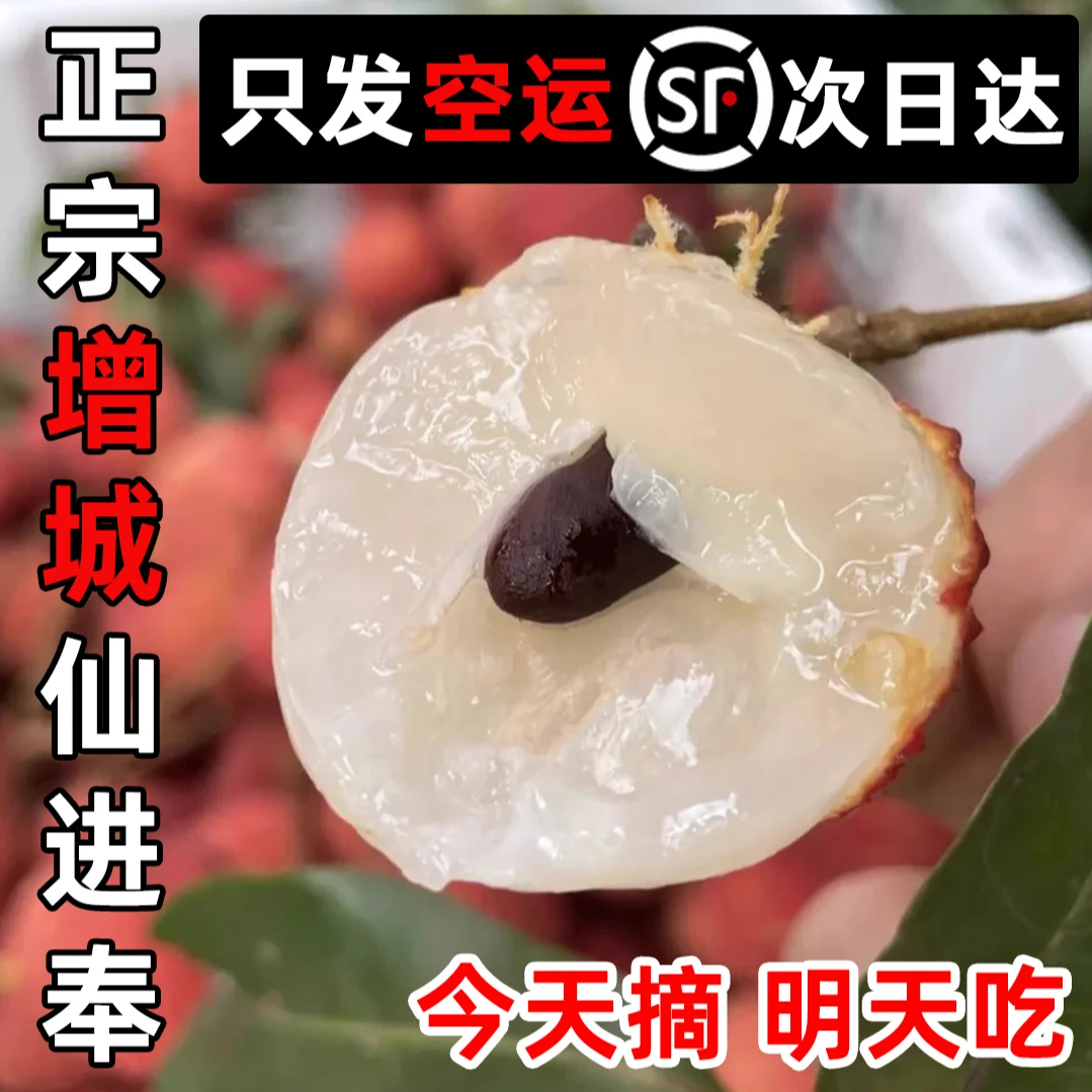 [广东省内]正宗增城仙进奉荔枝广东当季新鲜水果现摘爆甜应季大果王运次日达广东省