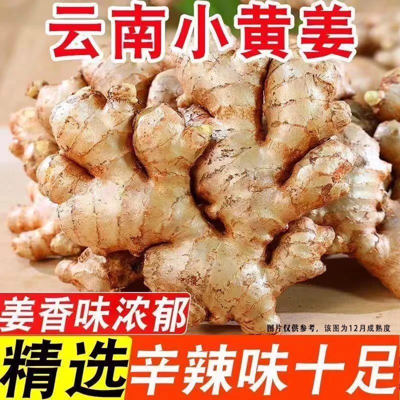 【现挖现发】云南小黄姜香味浓郁辛辣山地种植产地直销坏了赔