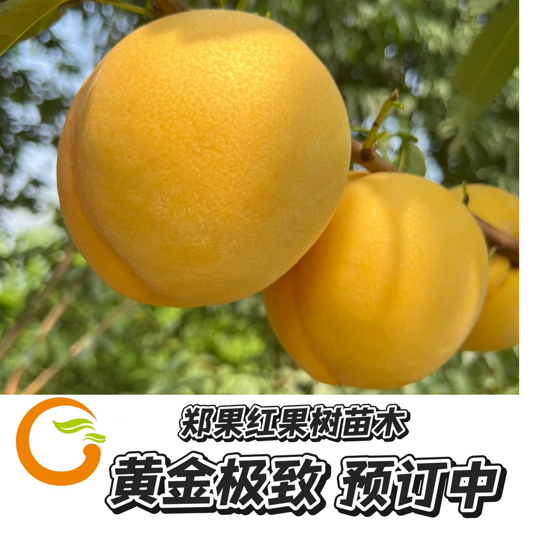 2025年冬季黄金极致 果树苗 抗病性强高糖丰产稳产 一年成品苗