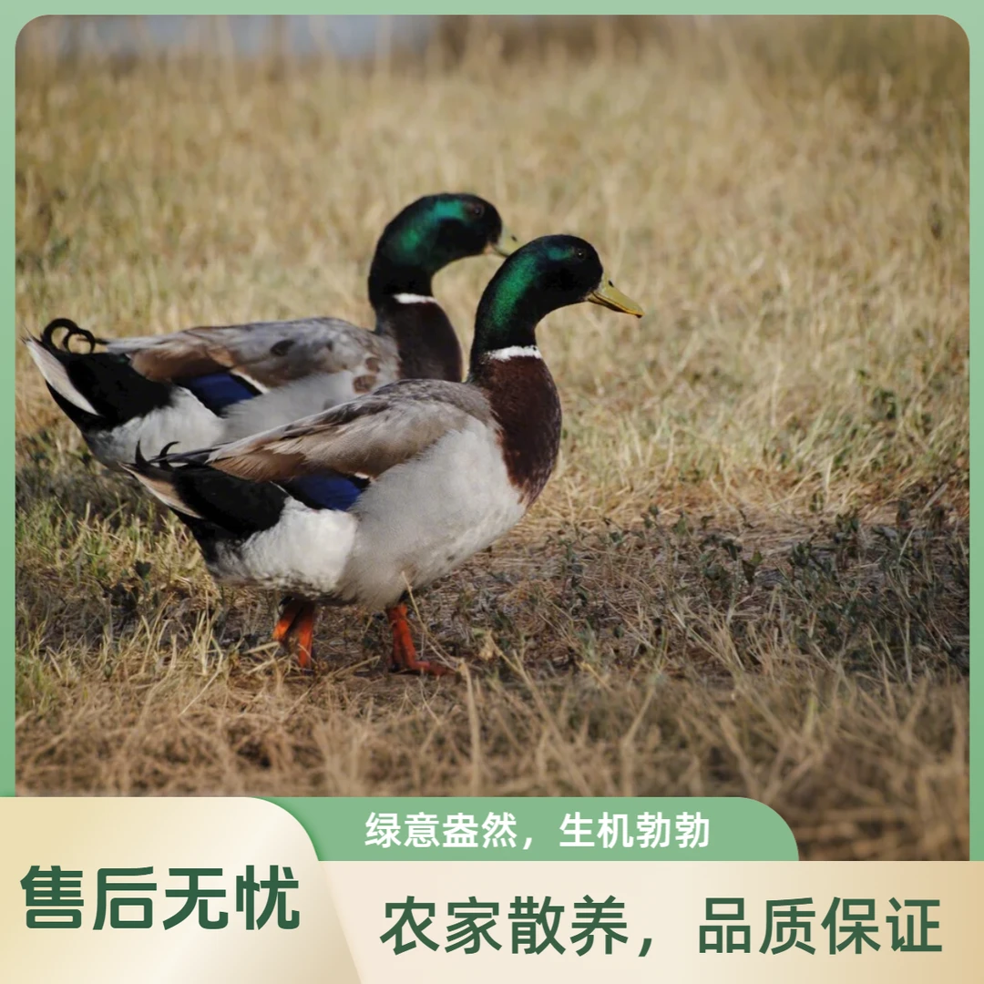 【手工现杀】青头鸭老鸭(净膛) 2100g