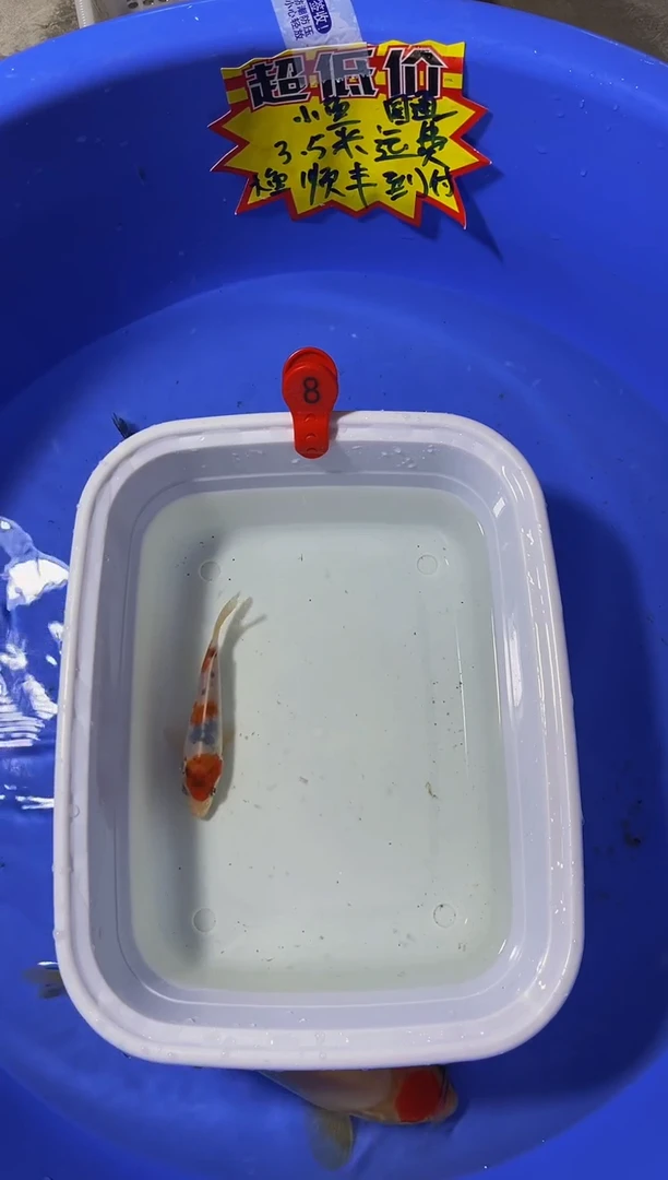 锦鲤活体二号链接
