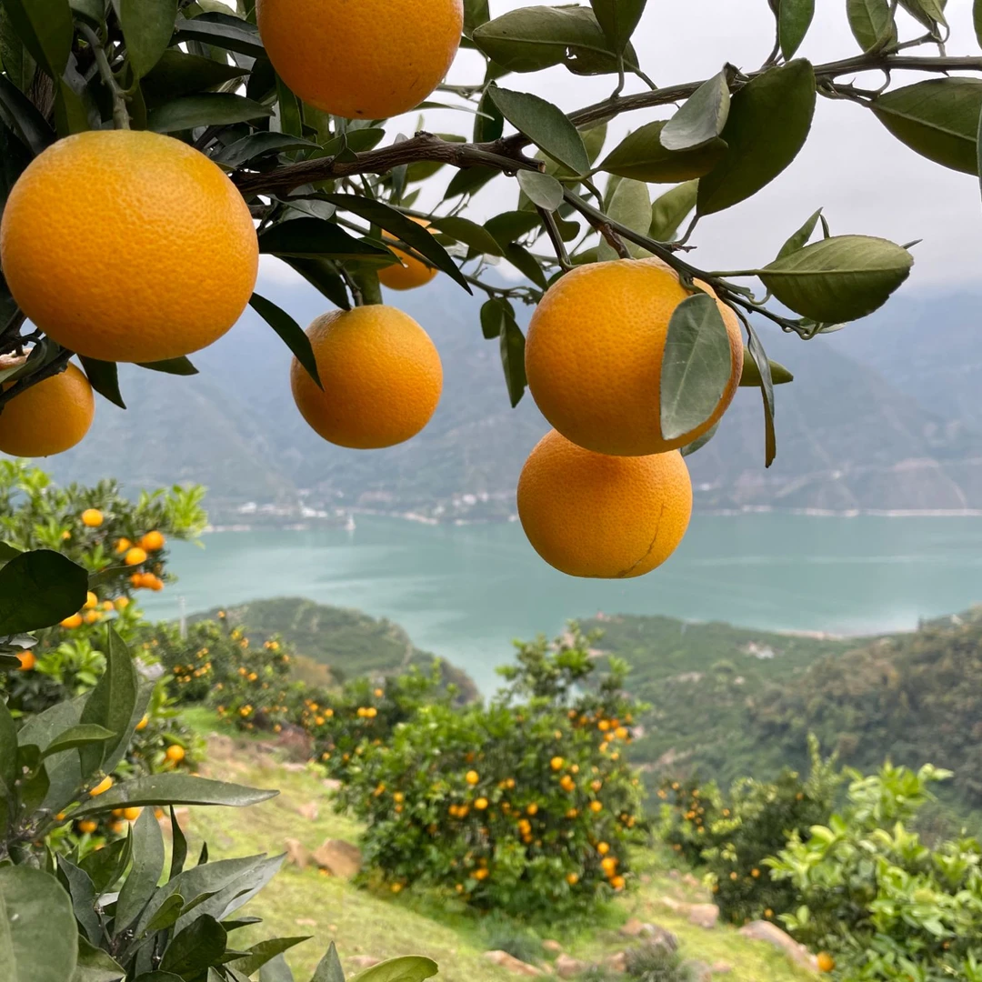 三峡脐橙新鲜应季水果橙子现摘现发9.5分甜的哦