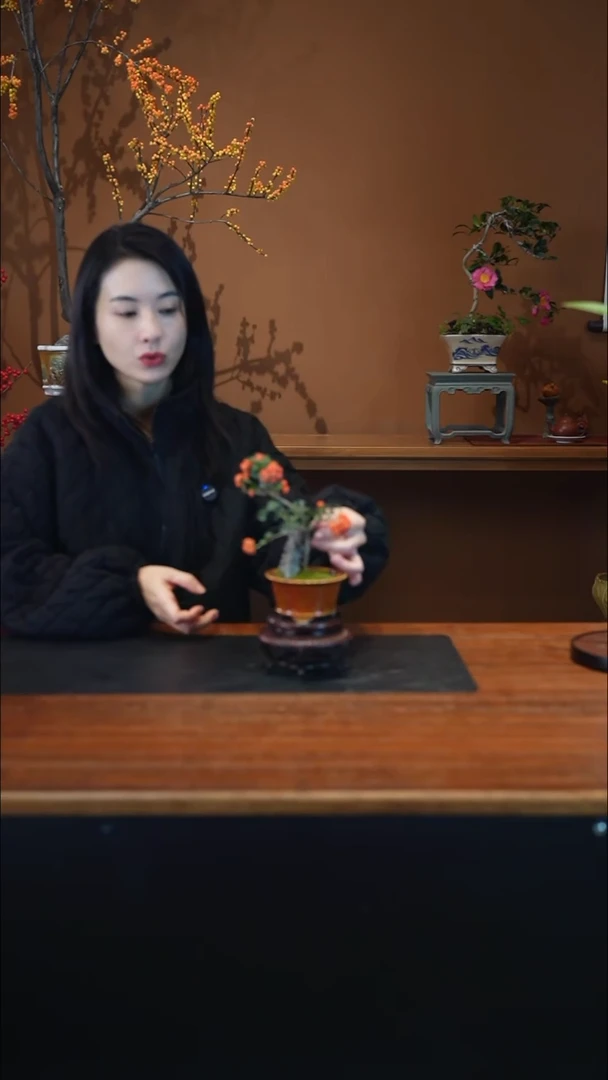 全部花朵火棘盆景盆景