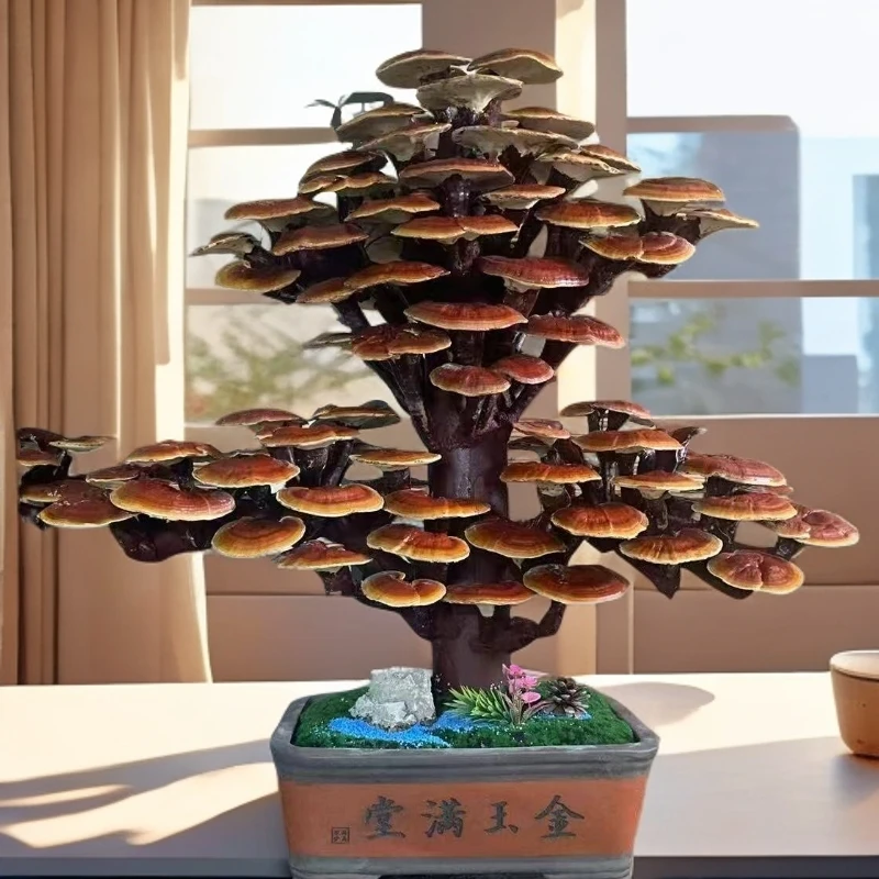 灵芝盆景适合南北方家庭摆放可居家观赏-迎客松