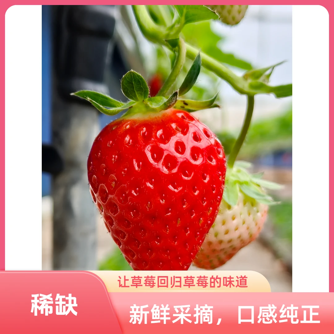 云南现代化种植香野粉玉草莓香甜软糯现摘稀有口感带果