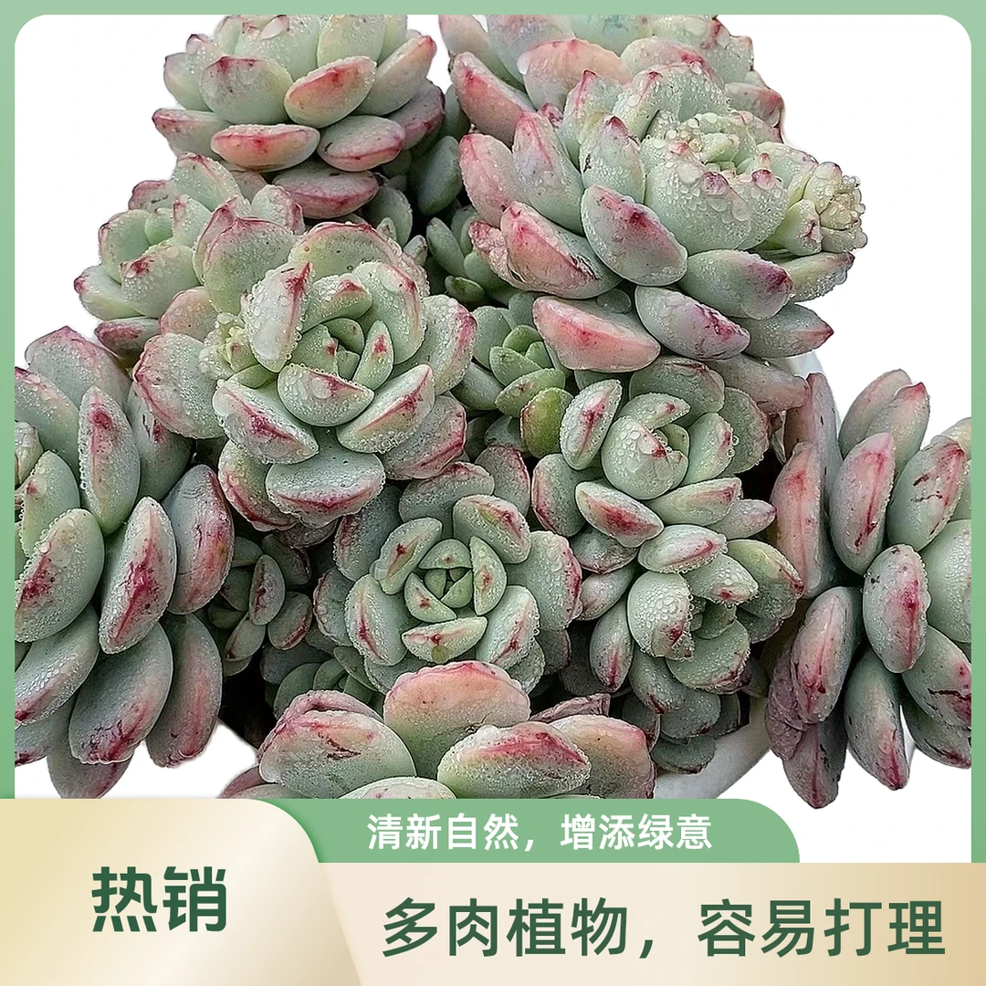 香草姬秋丽贝壳锦各1盆  多肉植物耐旱好养护 脱土发  满19包邮
