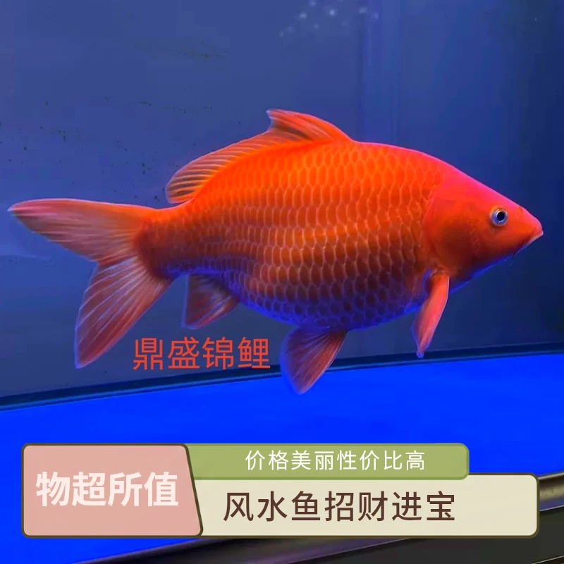 20荷包鲤锦鲤红白昭和菲写好养易活户外冷水观赏鱼包邮包开箱活