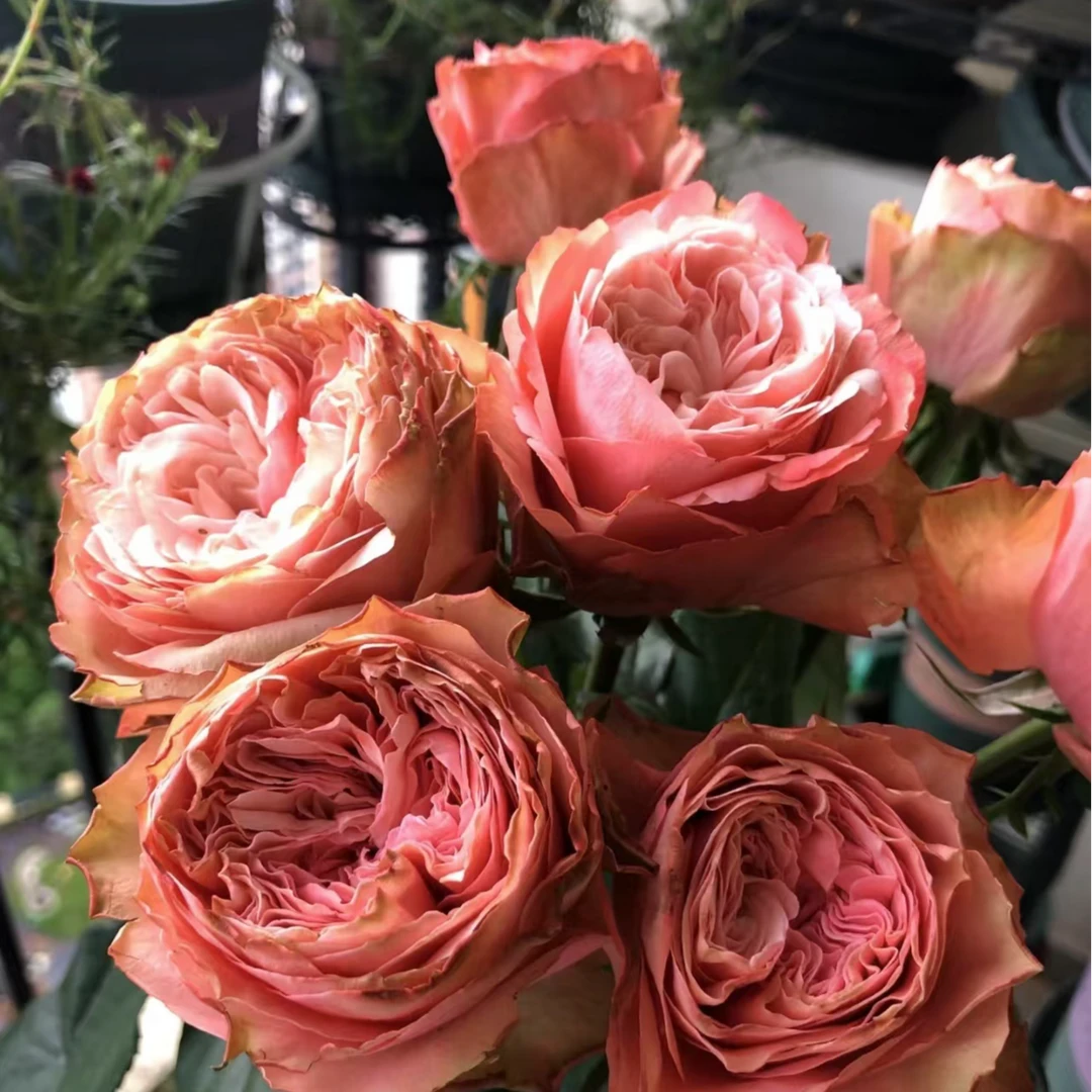 【彩花驿站】卡哈拉玫瑰（直播间展示为准/任意两单升级快递）