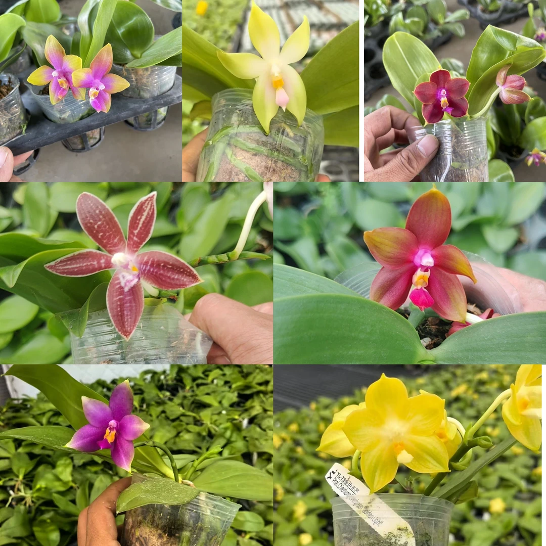 原生叶片有伤瑕疵蝴蝶兰2.8寸盲盒