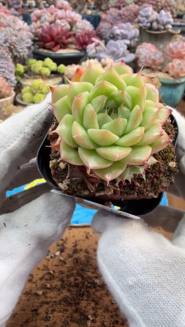 东云多肉园三店-41