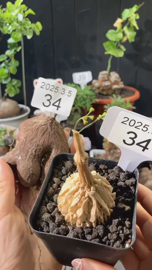 【闪购商品】龟甲萝藦+练手半球3.5.34
