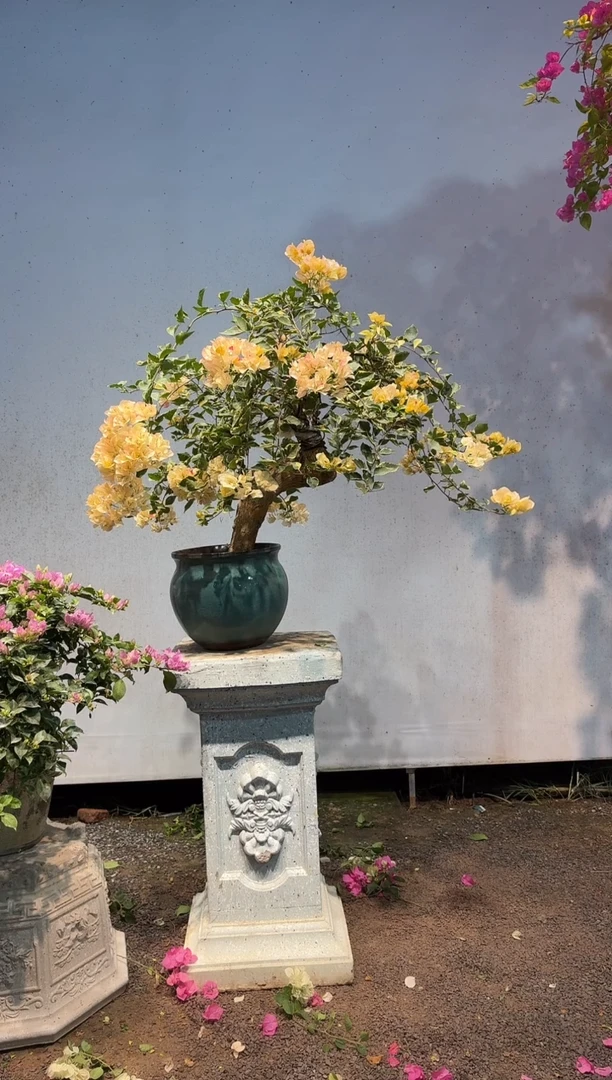 全部花朵向****钱三角梅45
