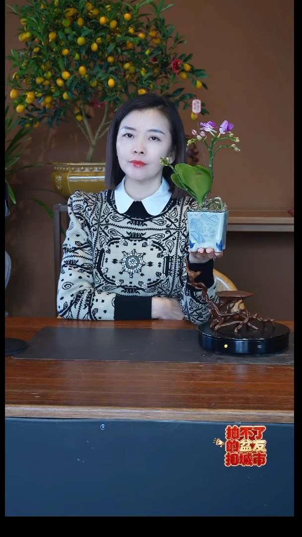 全部花朵小美人盆景盆景