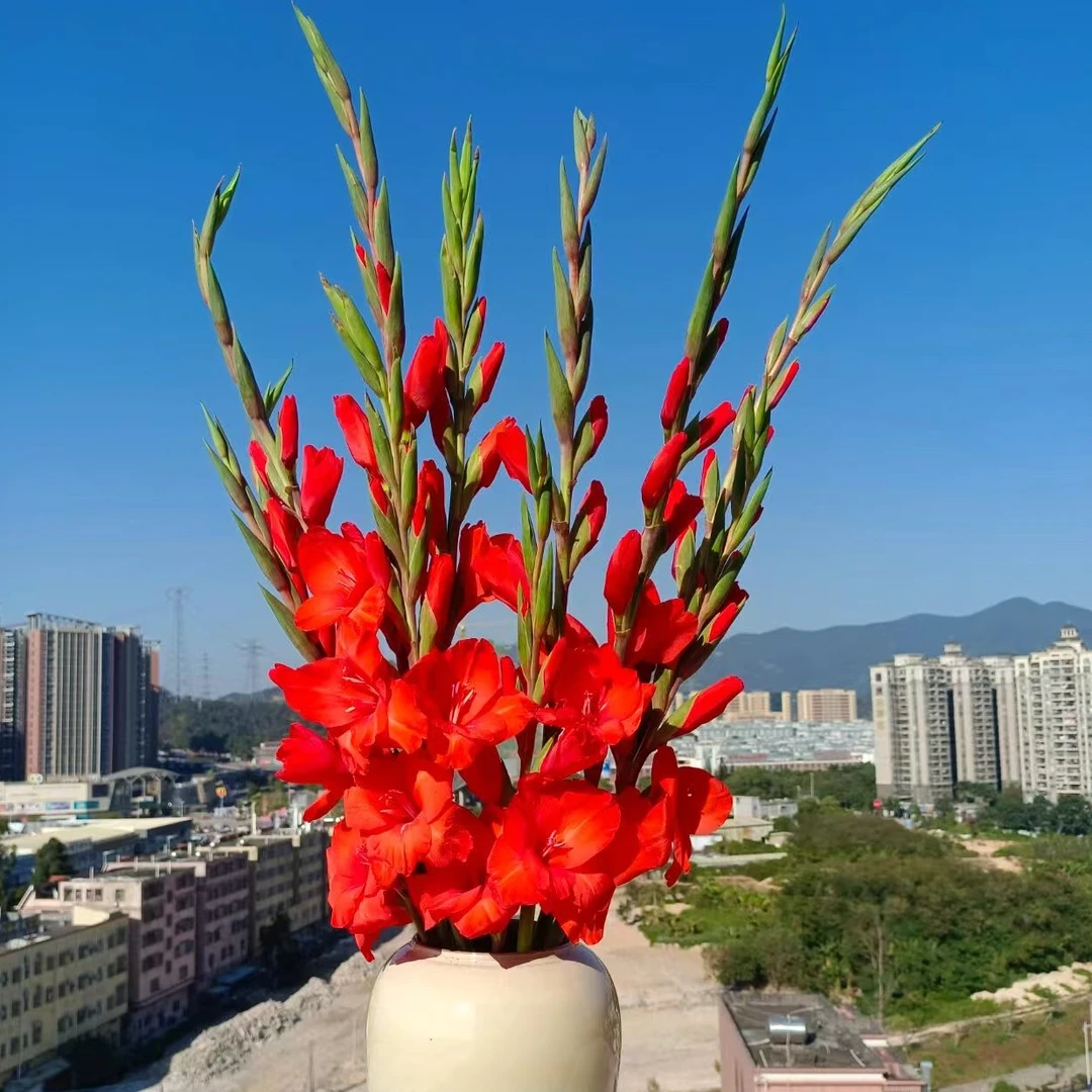 【六哥花卉】【红色剑兰5支】 全场鲜花两单京东空运包邮