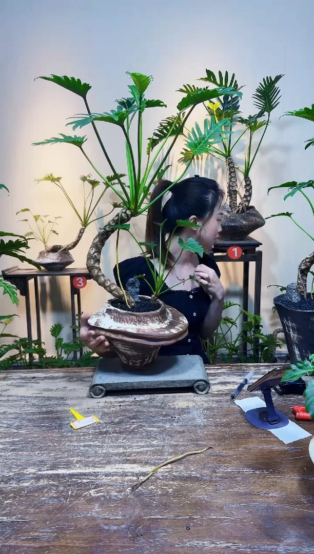 无花朵刘****✨龙鳞小天使338