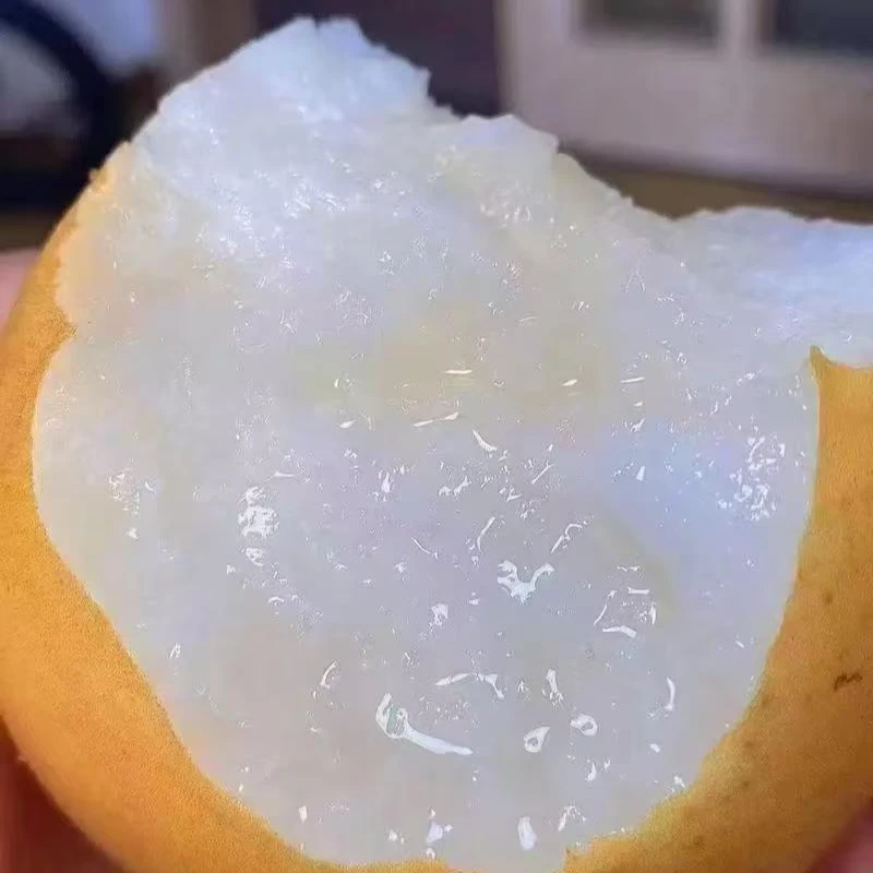 秋月梨树苗盆栽果苗庭院种植水果南方北方均可种植带花发货果树