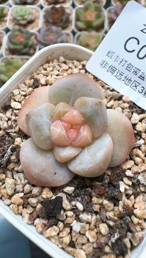 059C云禹多肉植物 带盆土纸巾打包 3颗包邮