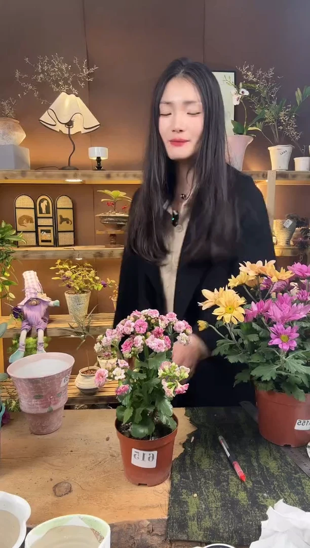 无花朵615长寿花 育苗盆