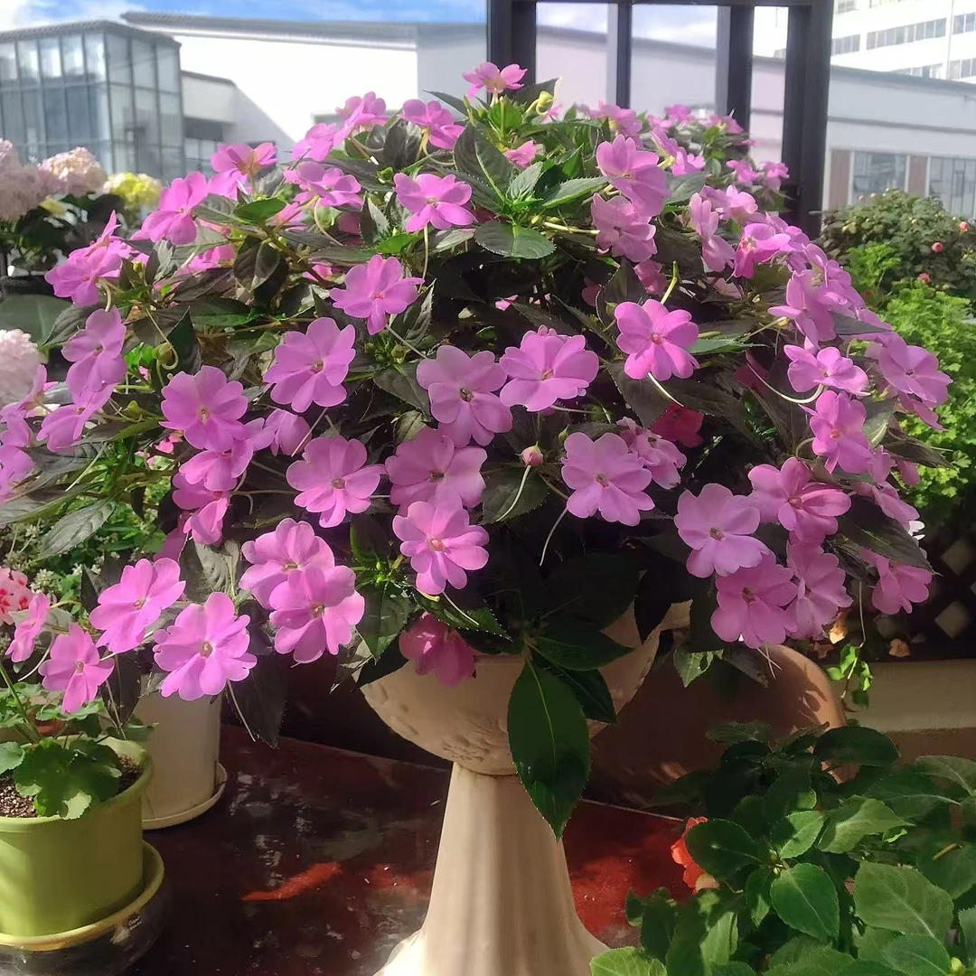 1.5加仑 大花凤仙花盆栽花苗阳台庭院耐热多花多季节开抗病性好2