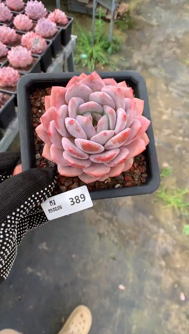 389星橙一物一拍