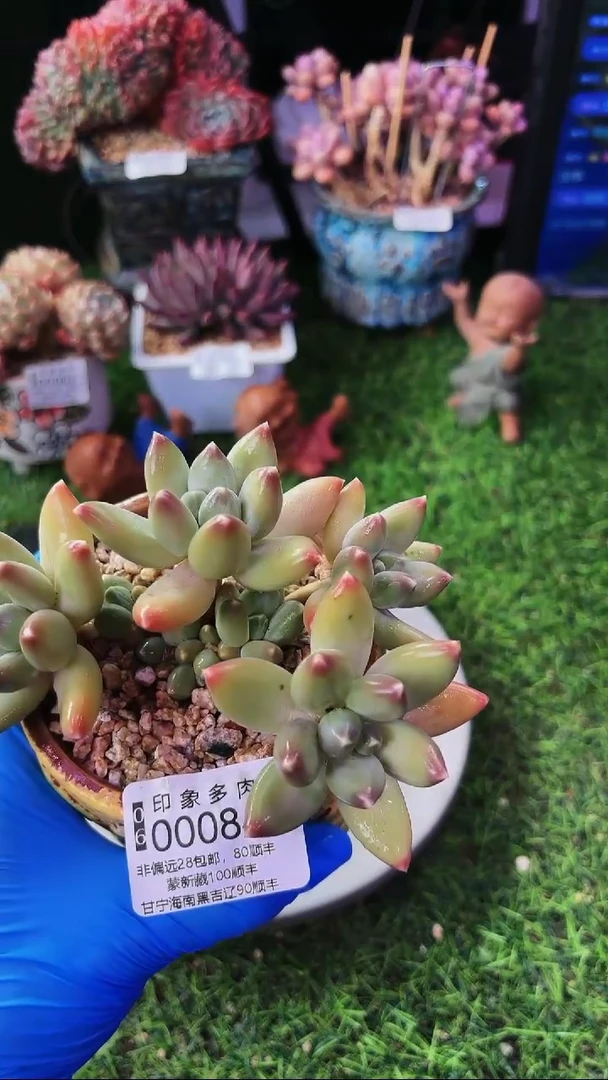 昆明印象多肉00084