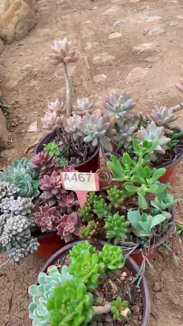 A467闪购清风花木兰多肉组合脱土发货