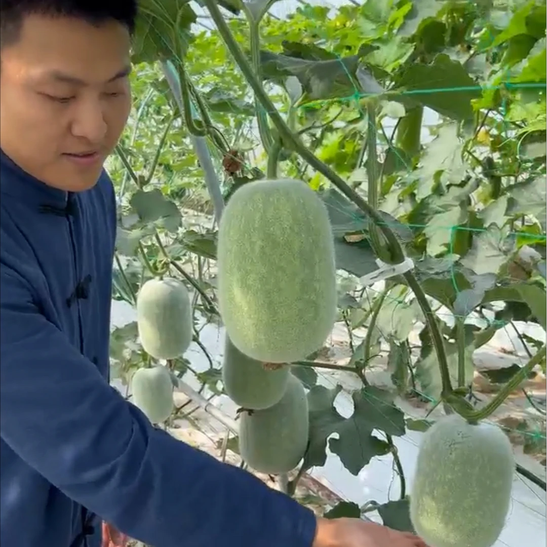 一串铃早熟小冬瓜种子家庭阳台小院盆栽地栽四季种植