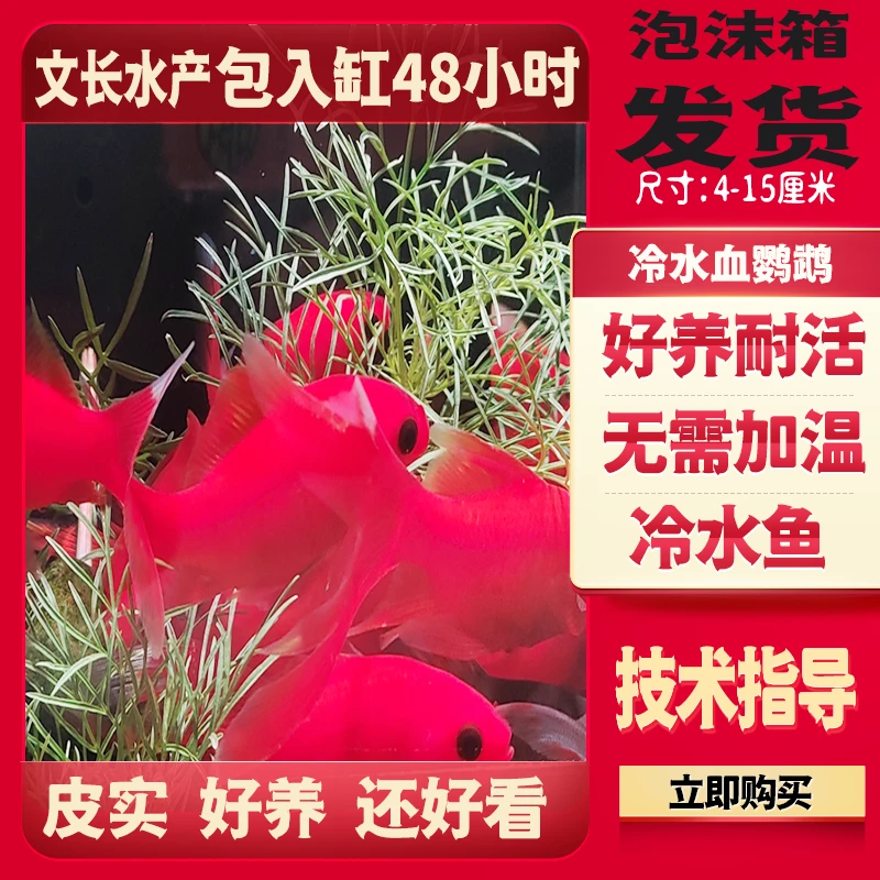 草金鱼红红火火淡水鱼冷水鹦鹉冷水红色鱼好养耐活寿命长达10年