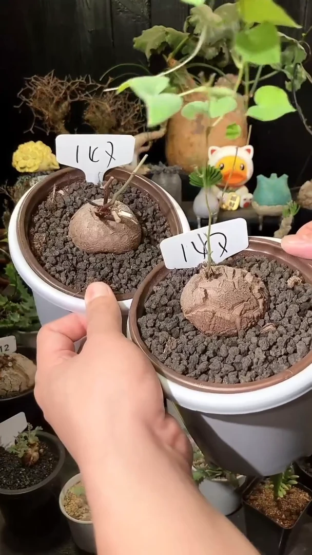 147号1007南非龟甲龙福利特价组合