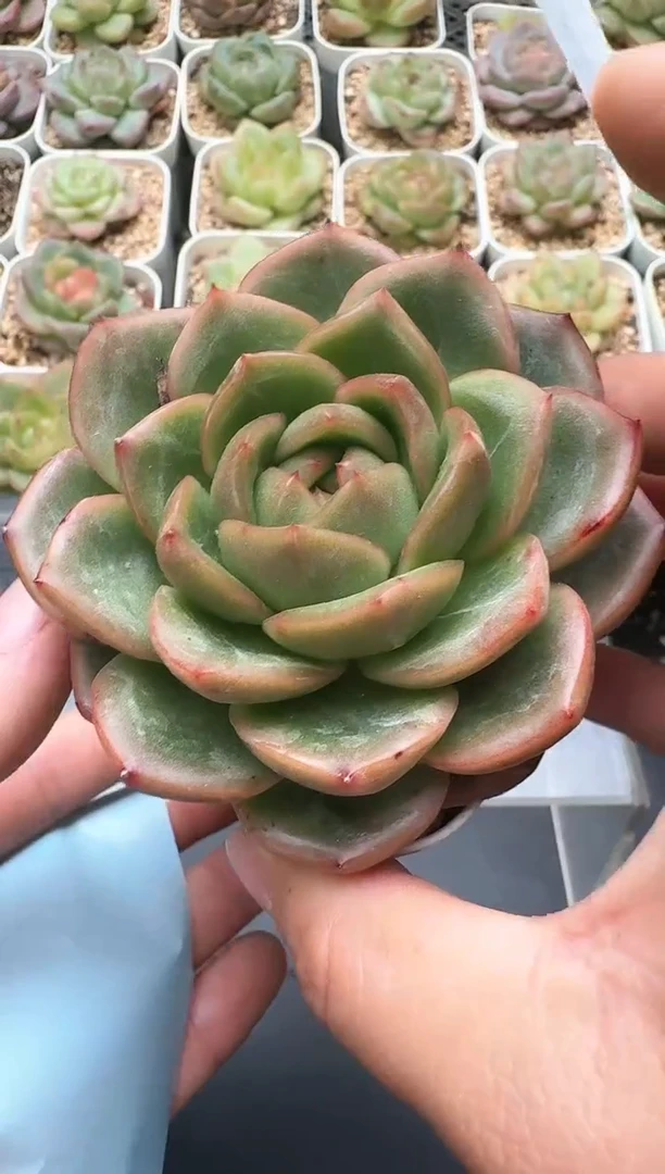 153D云禹多肉植物 带盆土纸巾打包 3颗包邮