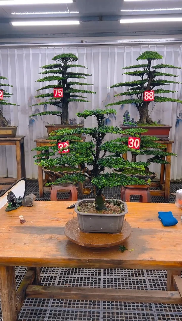 无花朵l*k精品盆景直播间一物一拍