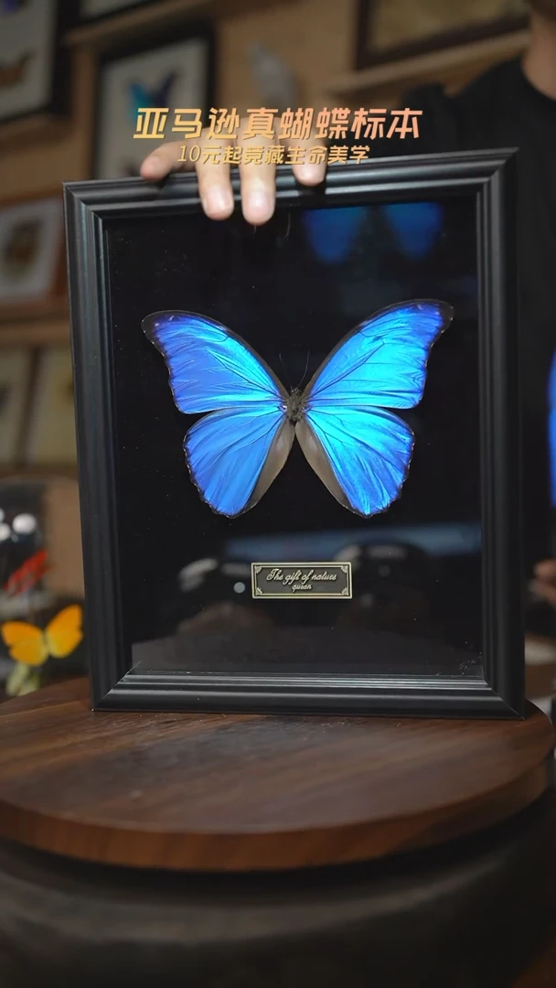 有机玻璃大蓝闪蝶黑绒底版10寸欧式框