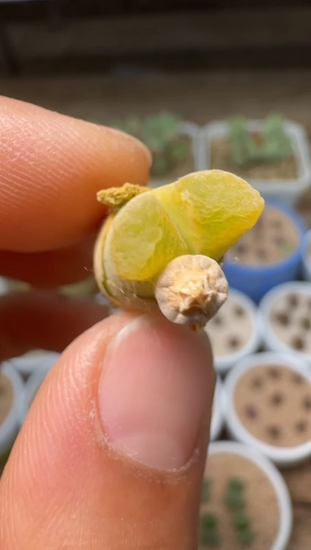 美丽的肉石头（25-31）-425