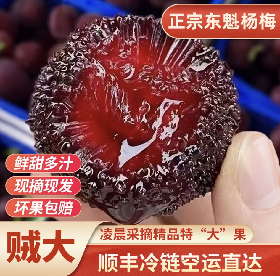 【只卖大果-11A级】送礼正宗浙江东魁杨梅特大果颗粒新鲜现摘水果